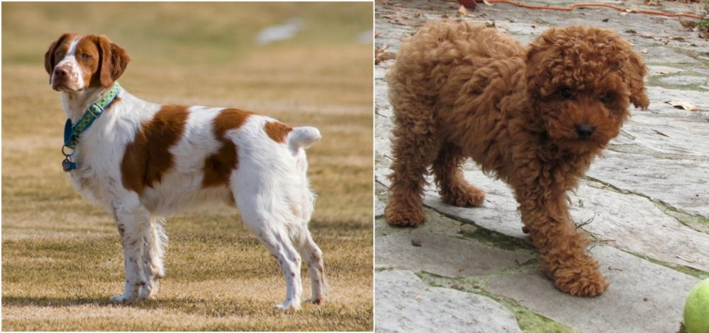 Toy Poodle vs French Brittany - Breed Comparison