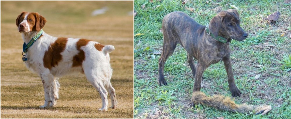 Treeing Cur vs French Brittany - Breed Comparison