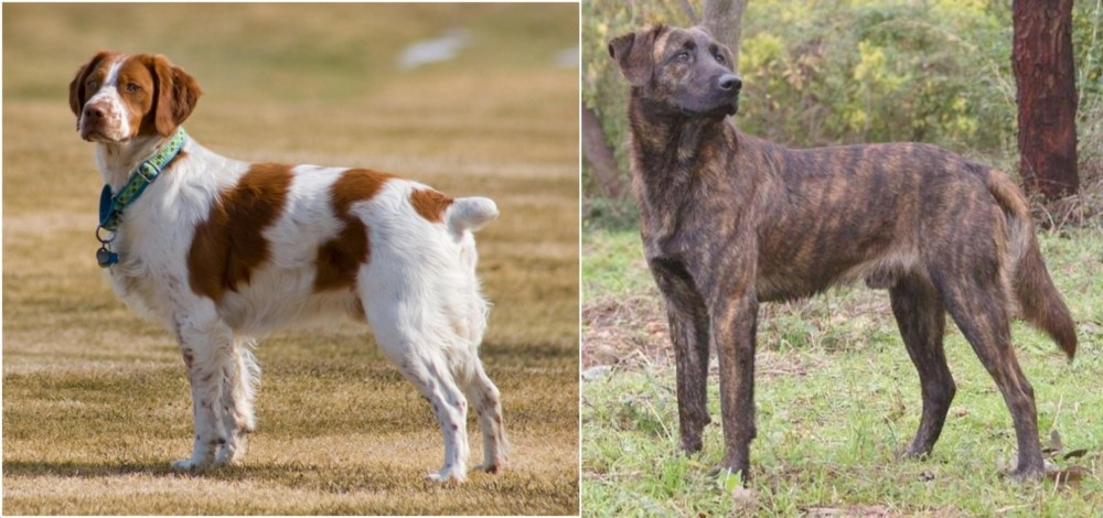 Treeing Tennessee Brindle vs French Brittany - Breed Comparison