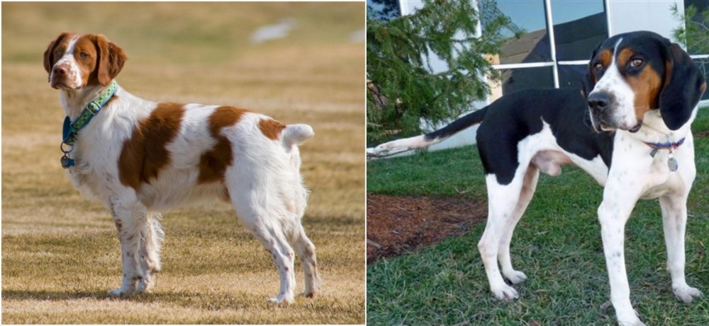 Treeing Walker Coonhound vs French Brittany - Breed Comparison