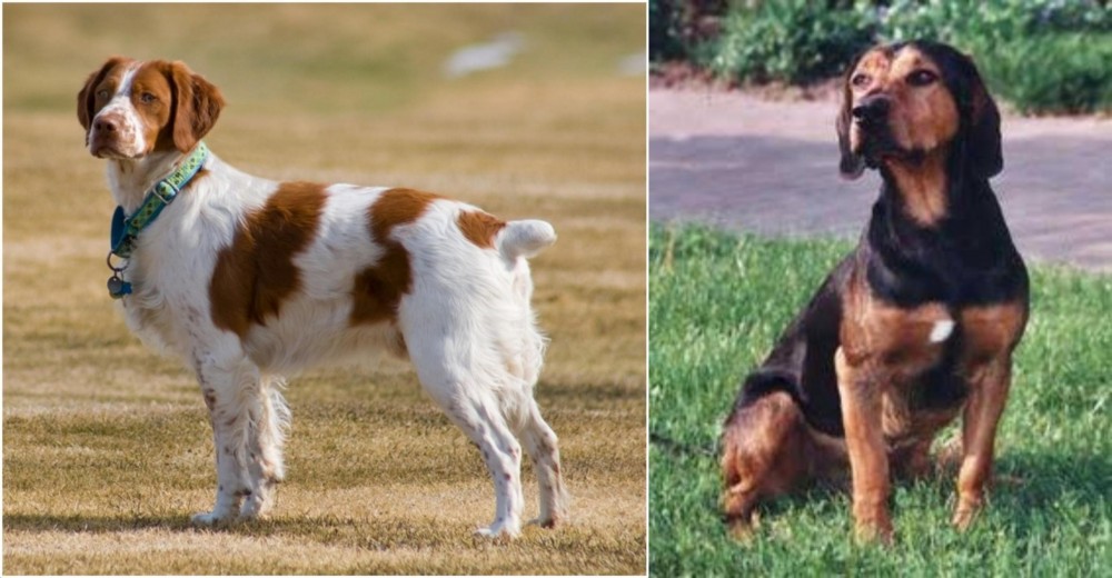 Tyrolean Hound vs French Brittany - Breed Comparison
