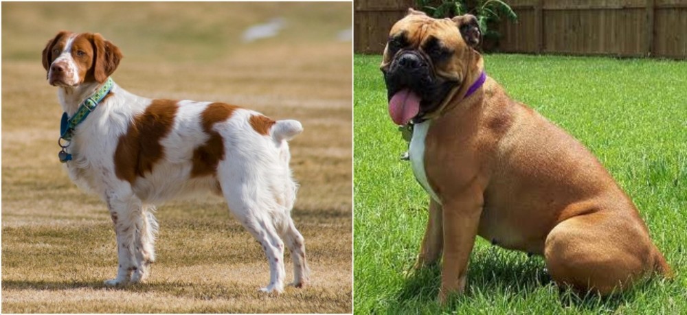 Valley Bulldog vs French Brittany - Breed Comparison