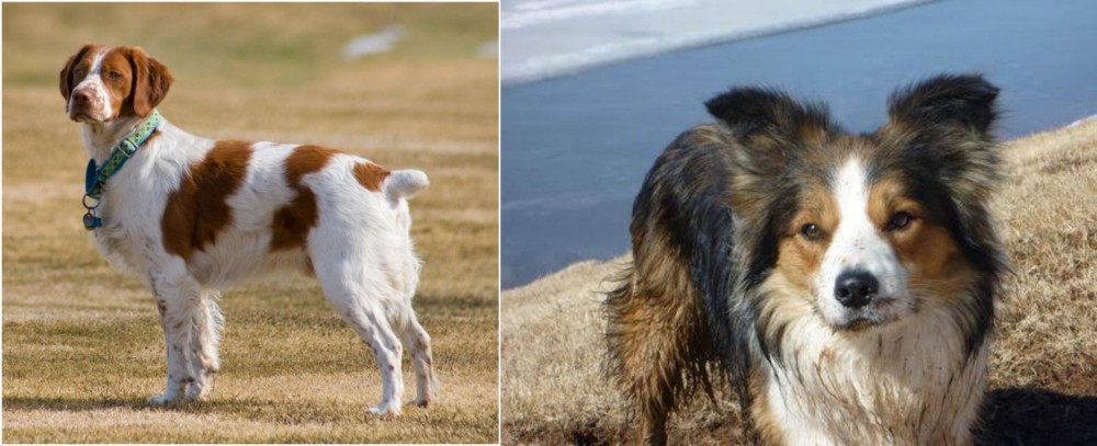 Welsh Sheepdog vs French Brittany - Breed Comparison