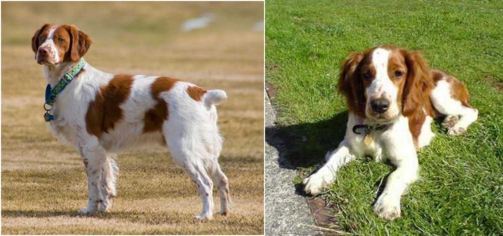 Welsh Springer Spaniel vs French Brittany - Breed Comparison