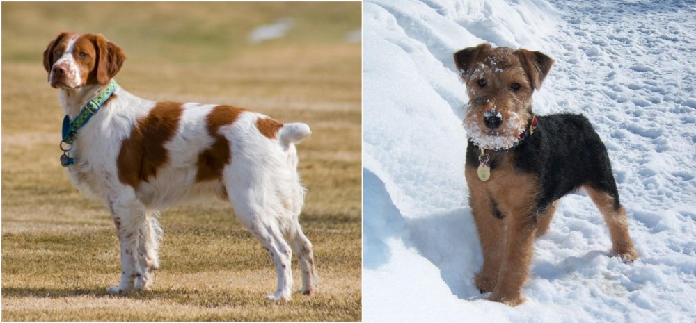 Welsh Terrier vs French Brittany - Breed Comparison