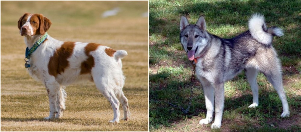 West Siberian Laika vs French Brittany - Breed Comparison