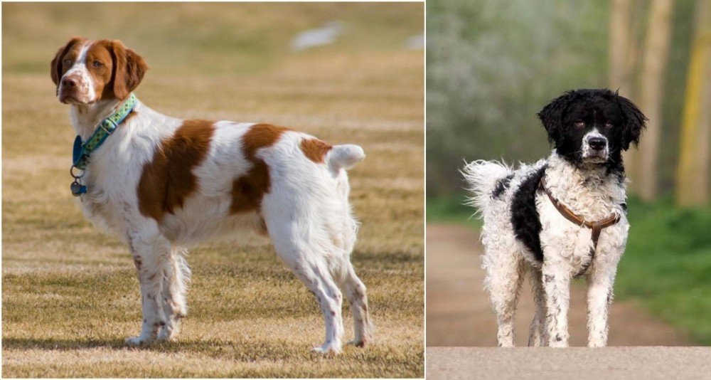 Wetterhoun vs French Brittany - Breed Comparison