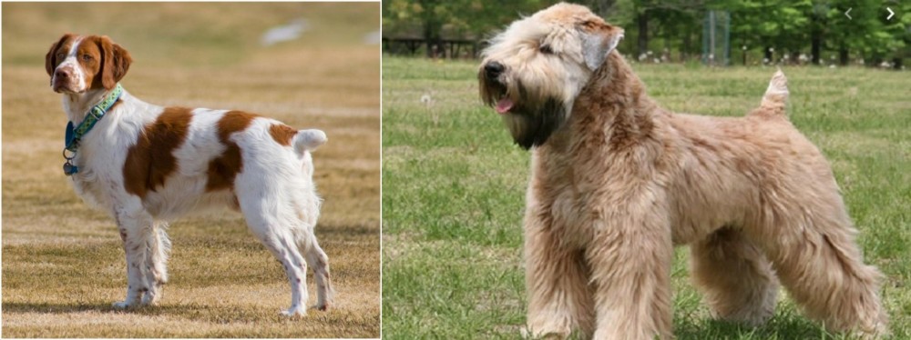 Wheaten Terrier vs French Brittany - Breed Comparison