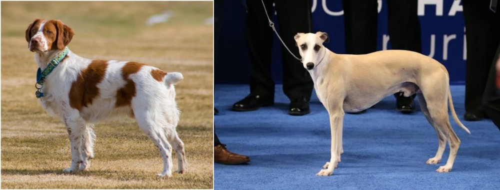 Whippet vs French Brittany - Breed Comparison