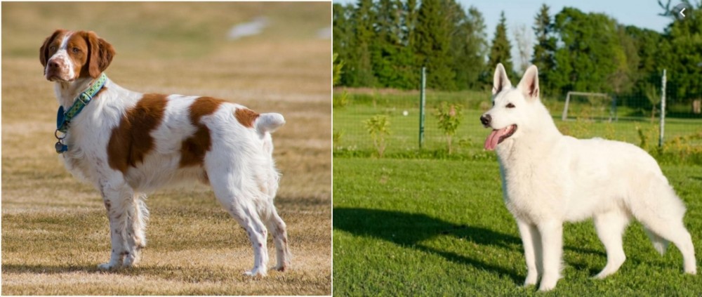 White Shepherd vs French Brittany - Breed Comparison