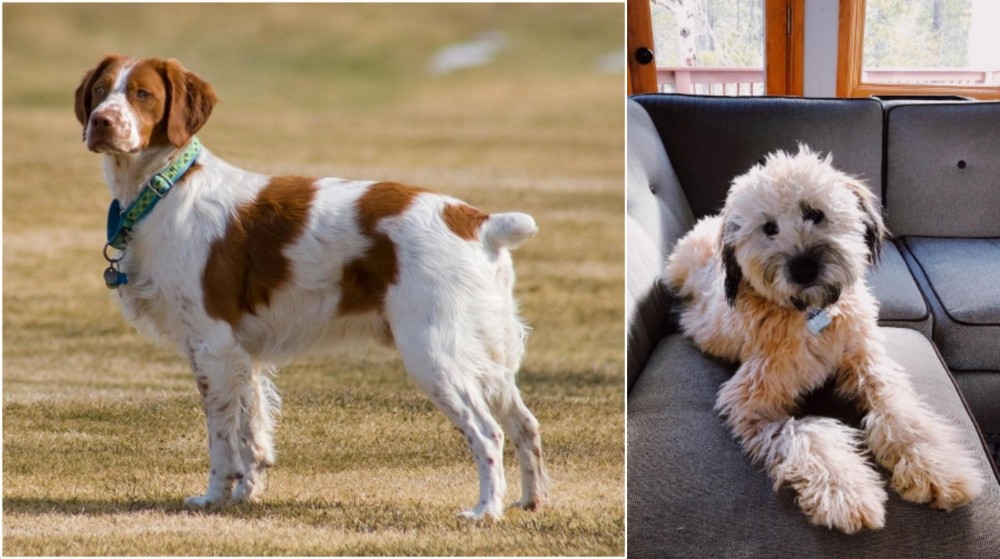 Whoodles vs French Brittany - Breed Comparison