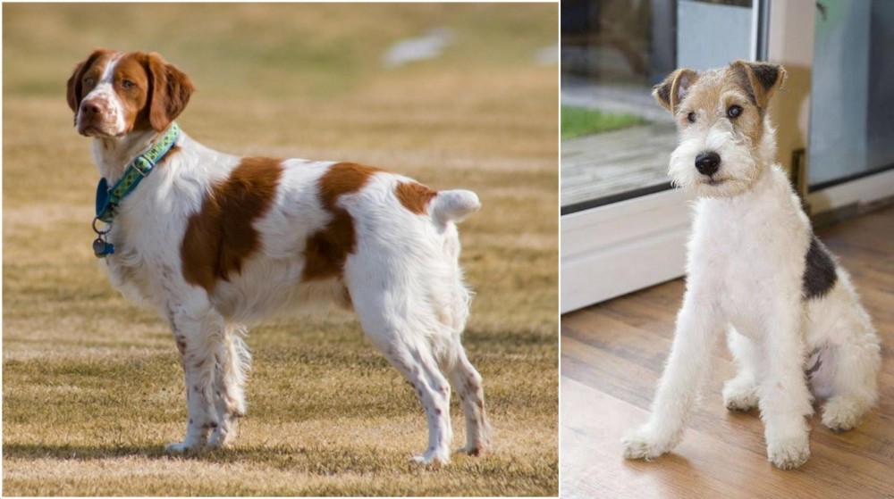 Wire Fox Terrier vs French Brittany - Breed Comparison
