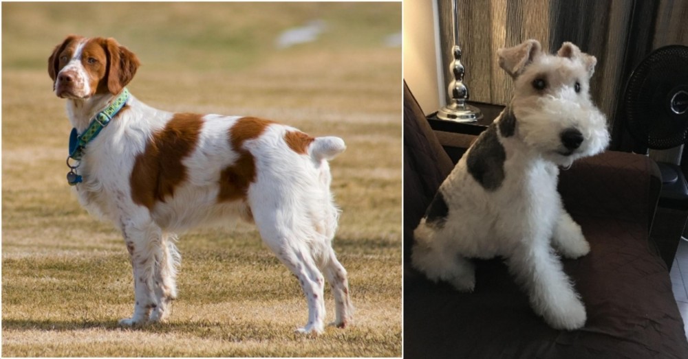 Wire Haired Fox Terrier vs French Brittany - Breed Comparison