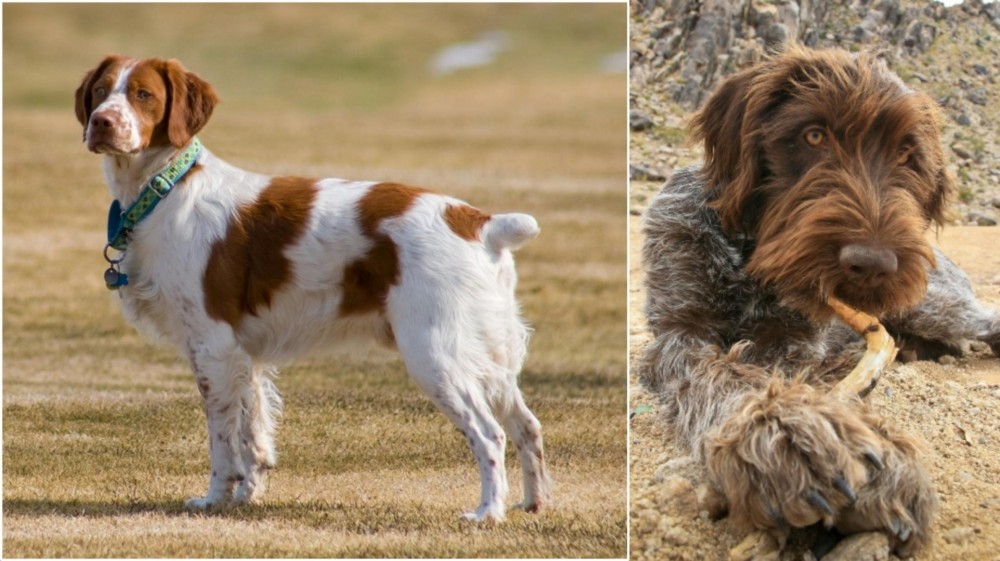 Wirehaired Pointing Griffon vs French Brittany - Breed Comparison