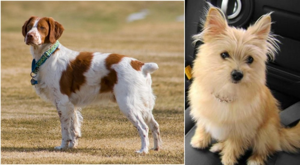Yoranian vs French Brittany - Breed Comparison