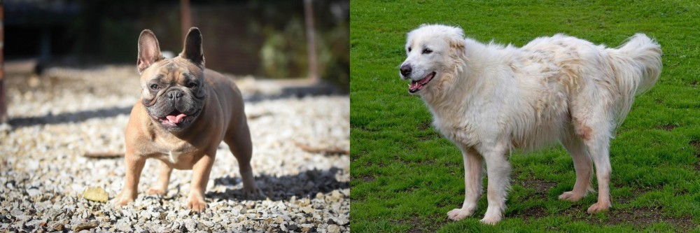 Abruzzenhund vs French Bulldog - Breed Comparison