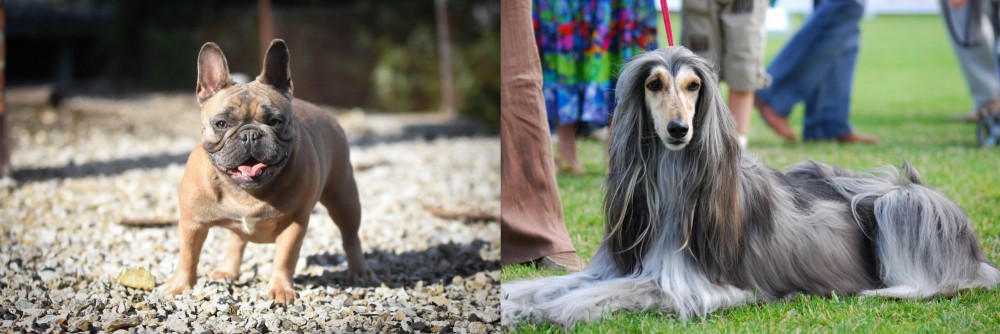 Afghan Hound vs French Bulldog - Breed Comparison