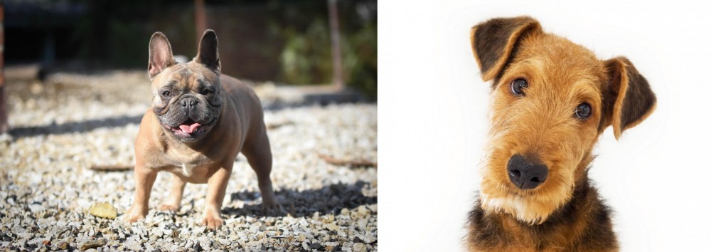 Airedale Terrier vs French Bulldog - Breed Comparison
