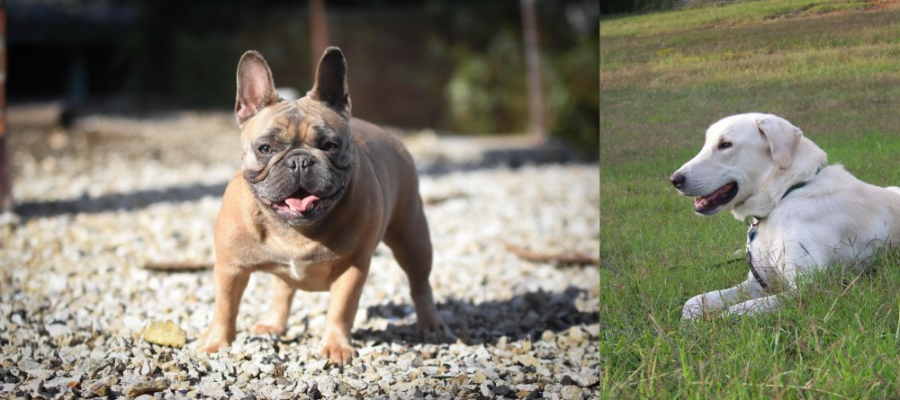 Akbash Dog vs French Bulldog - Breed Comparison