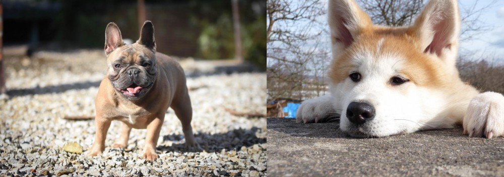 Akita vs French Bulldog - Breed Comparison