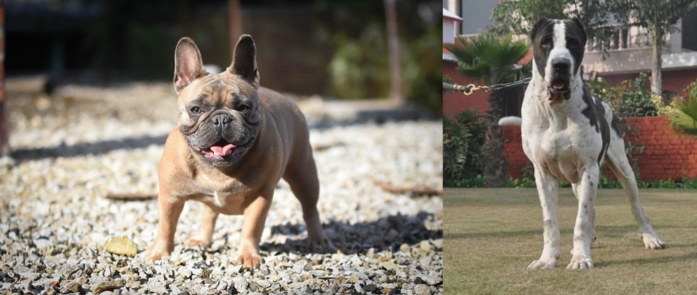 Alangu Mastiff vs French Bulldog - Breed Comparison
