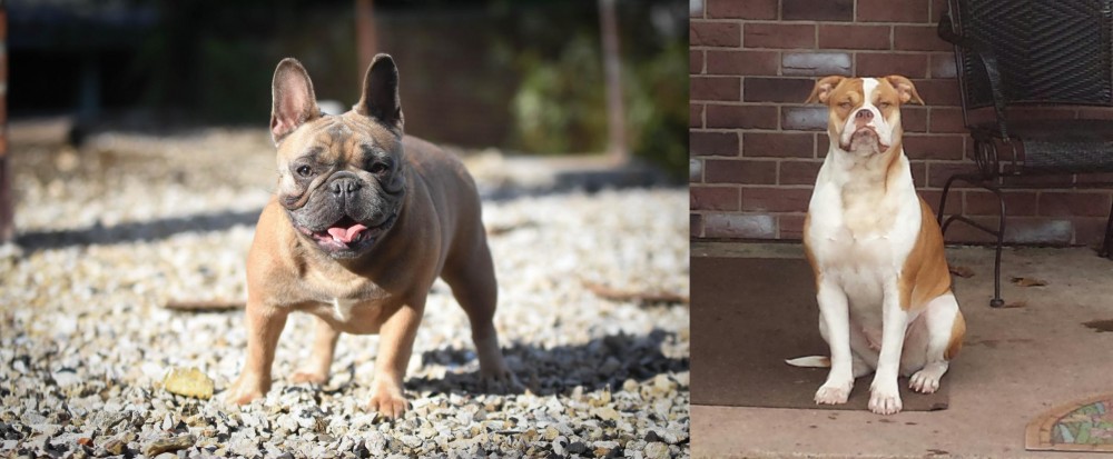 Alapaha Blue Blood Bulldog vs French Bulldog - Breed Comparison