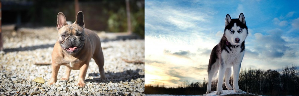 Alaskan Husky vs French Bulldog - Breed Comparison