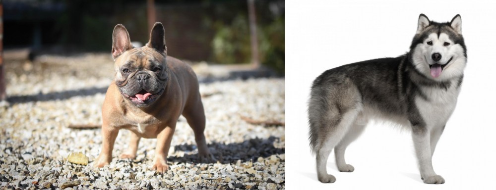 Alaskan Malamute vs French Bulldog - Breed Comparison