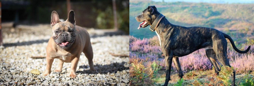 Alaunt vs French Bulldog - Breed Comparison