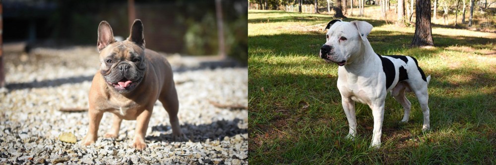American Bulldog vs French Bulldog - Breed Comparison