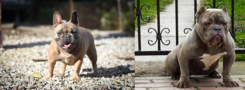 American Bully vs French Bulldog - Breed Comparison
