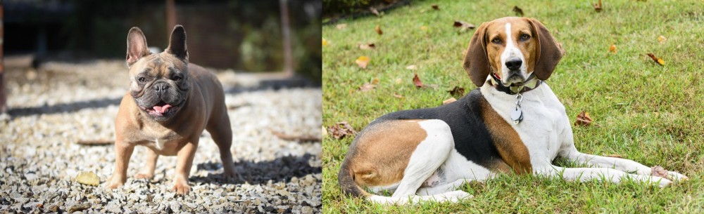 American English Coonhound vs French Bulldog - Breed Comparison