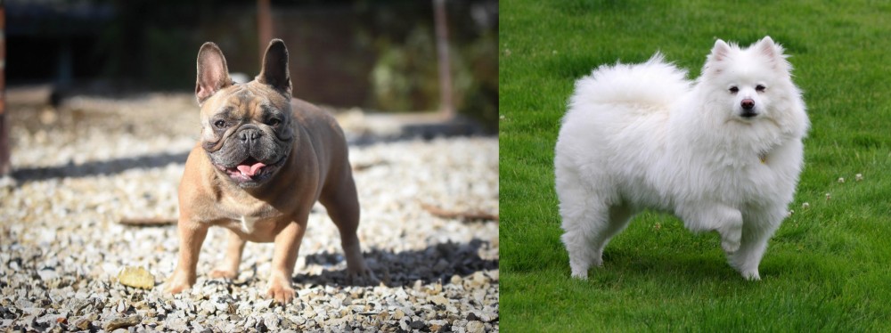 American Eskimo Dog vs French Bulldog - Breed Comparison
