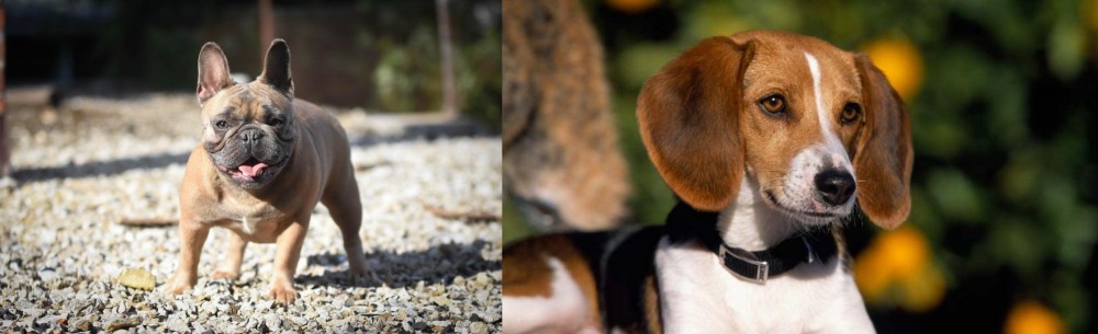 American Foxhound vs French Bulldog - Breed Comparison