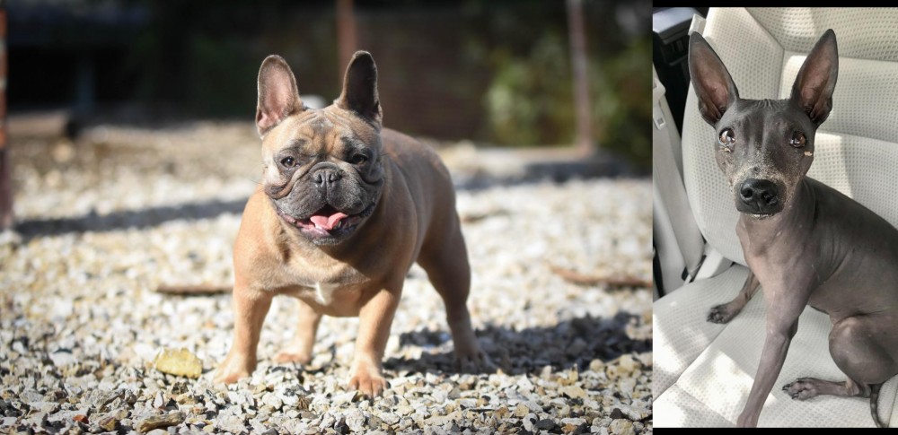 American Hairless Terrier vs French Bulldog - Breed Comparison