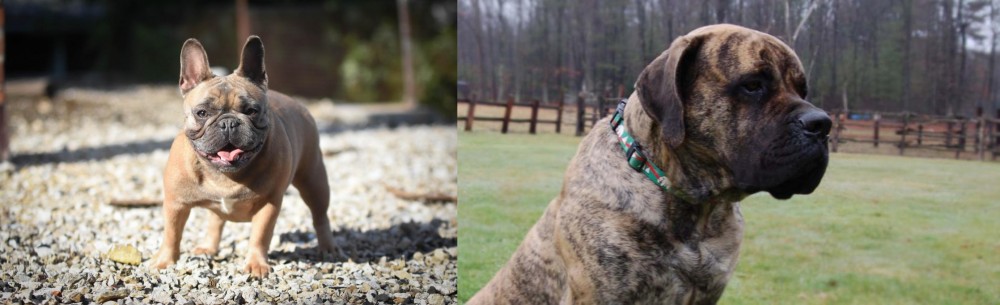 American Mastiff vs French Bulldog - Breed Comparison