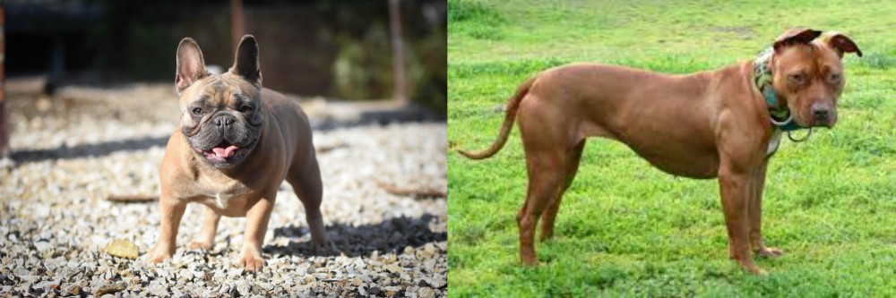 American Pit Bull Terrier vs French Bulldog - Breed Comparison