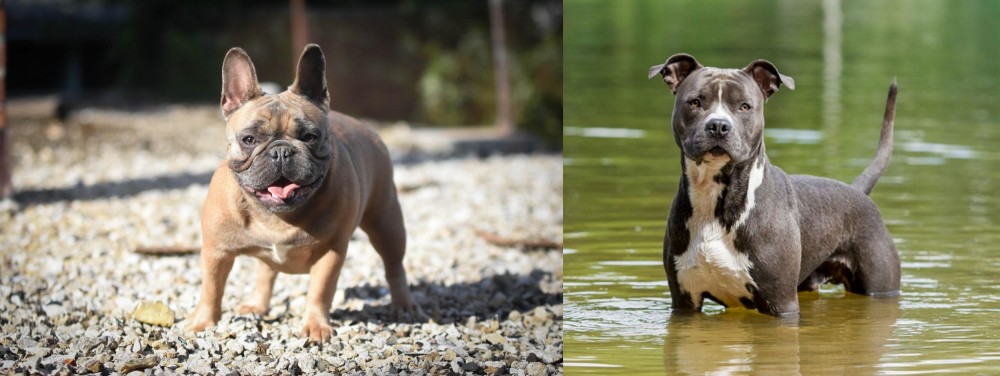 American Staffordshire Terrier vs French Bulldog - Breed Comparison