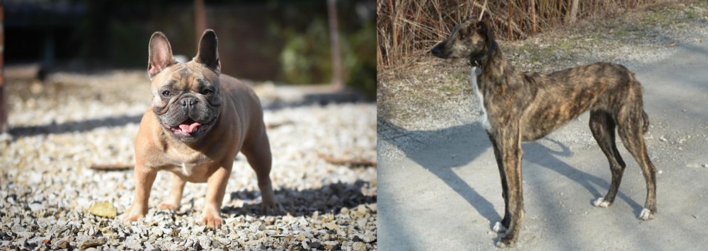 American Staghound vs French Bulldog - Breed Comparison