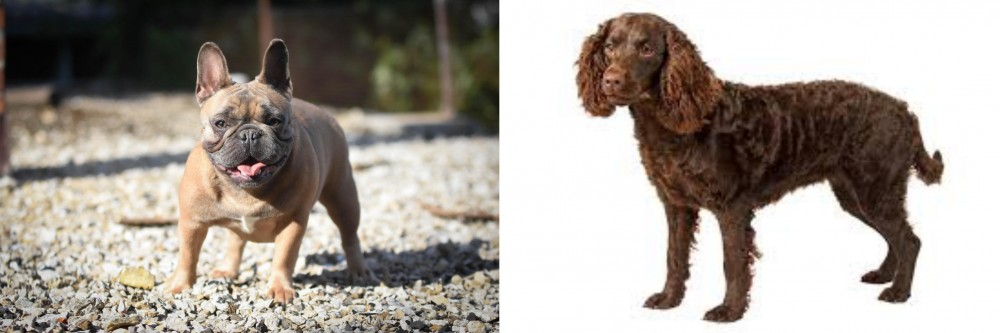 American Water Spaniel vs French Bulldog - Breed Comparison