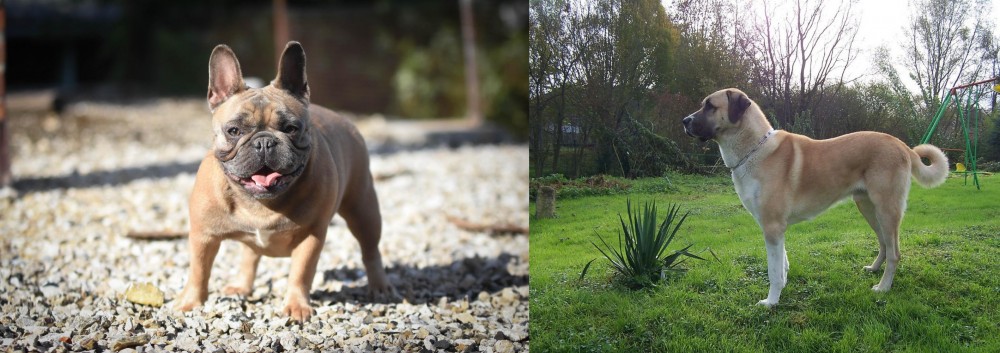 Anatolian Shepherd vs French Bulldog - Breed Comparison