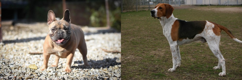 Anglo-Francais de Petite Venerie vs French Bulldog - Breed Comparison