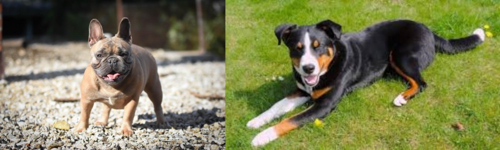 Appenzell Mountain Dog vs French Bulldog - Breed Comparison