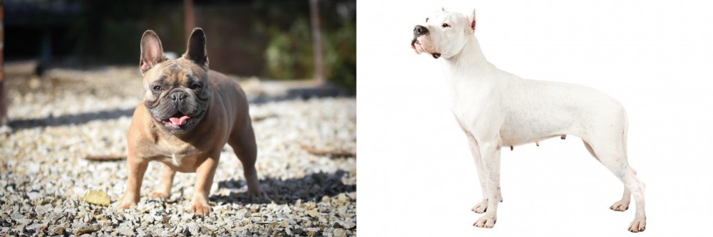 Argentine Dogo vs French Bulldog - Breed Comparison