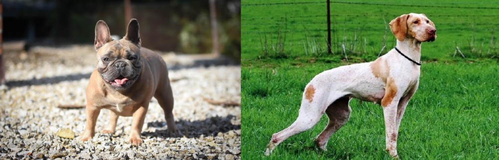 Ariege Pointer vs French Bulldog - Breed Comparison