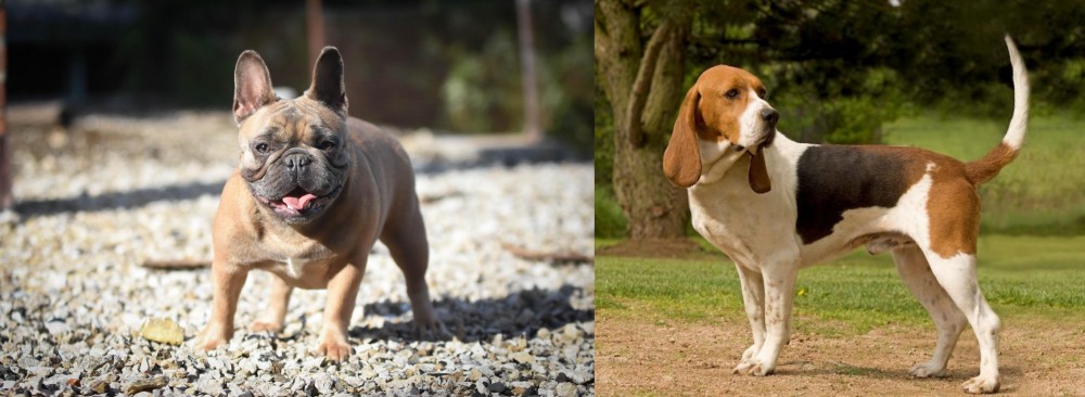 Artois Hound vs French Bulldog - Breed Comparison