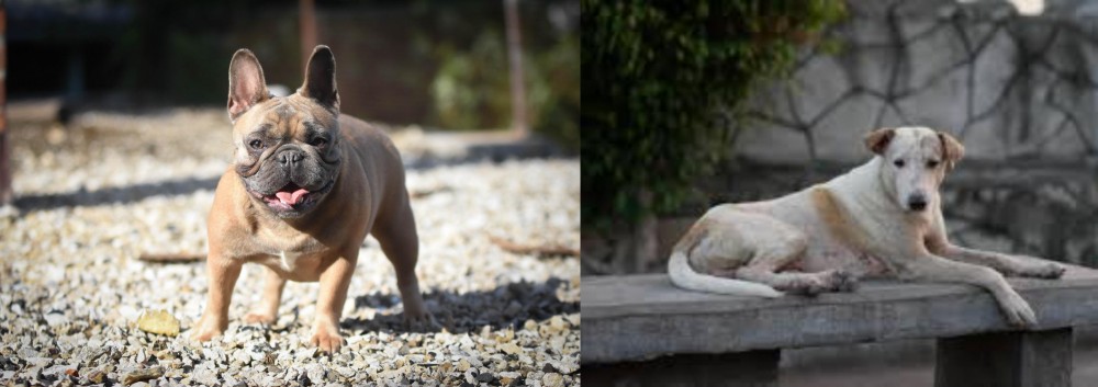 Askal vs French Bulldog - Breed Comparison