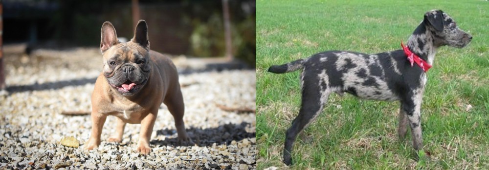 Atlas Terrier vs French Bulldog - Breed Comparison