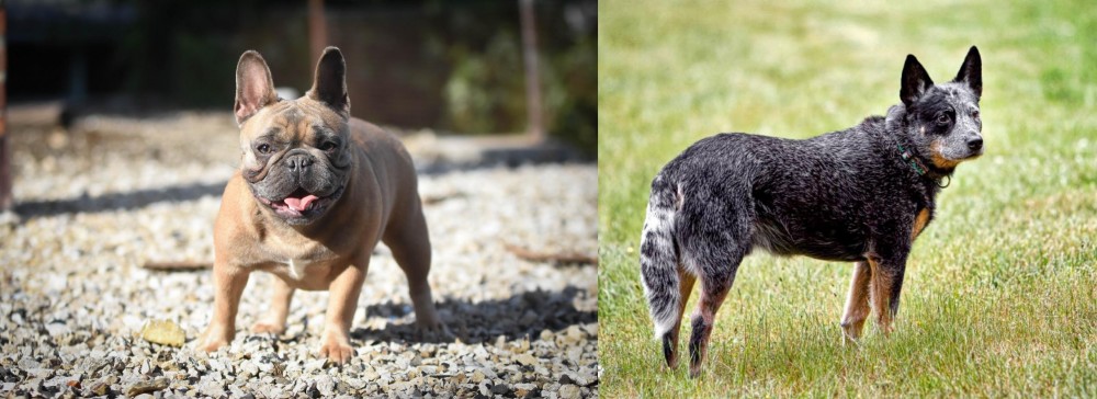 Austrailian Blue Heeler vs French Bulldog - Breed Comparison