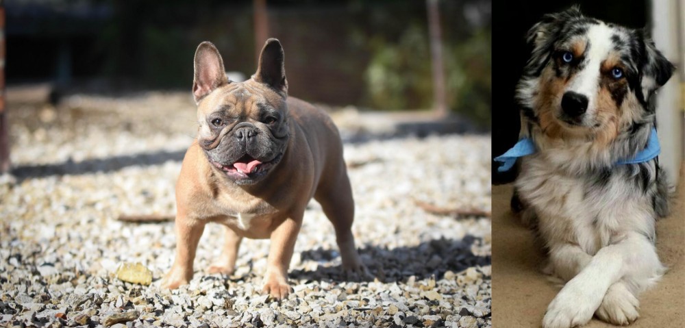 Australian Collie vs French Bulldog - Breed Comparison